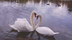 МОЯ МАЛЕНЬКАЯ ОСЕНЬ... (Фото Ольги ТОКАРЕВОЙ (Москва), музыка Джеймса ХОРНЕРА (США)))