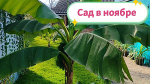 В саду всё ещё лето!😀 Сад в конце ноября👍