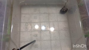 ИСПЫТАНИЕ ШАЙТАН МАШИНЫ, РЕЗУЛЬТАТ ОТЛИЧНЫЙ