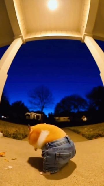 СМЕШНАЯ НЕЙРОСЕТЬ смотреть онлайн