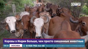 Коровы в Индии больше, чем просто священные животные