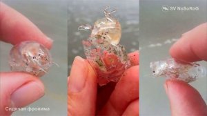 Для чего строит свой дом рачок-амфипода Сидячая фронима (Barrel shrimp) — Phronima sedentaria ?