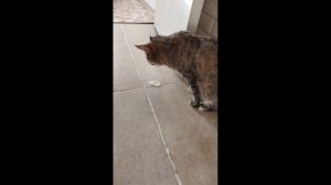 Кошка блюет 2