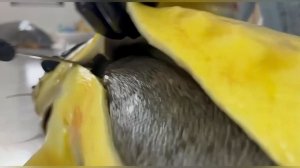 Чёрная икра из Астрахани.