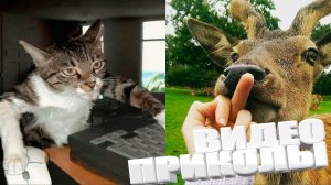 ТОПОВЫЕ ПРИКОЛЫ 2025 \ СМЕШНЫЕ ВИДЕОПРИКОЛЫ \ КАЧЕСТВЕННАЯ ПОДБОРКА ВИДЕОПРИКОЛОВ