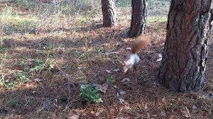 Белочка пришла