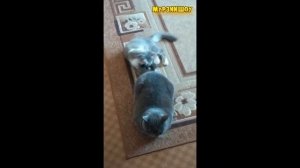 Т - Терпение [Мурзикшоу]   #murzzzikshow