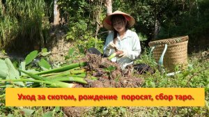 Thị Bình. Вьетнам.  Уход за скотом, рождение  поросят, сбор таро на рынок.