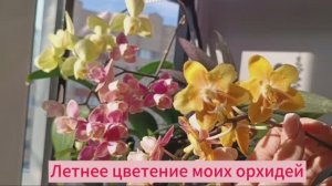 Невыпущенное видео - Летнее цветение ОрХиДеЙ в лучах СОЛНЦА ☀️ (первое домашнее цветение) #орхидеи