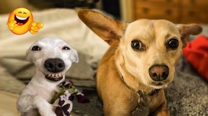 СМЕШНО ДО СЛЕЗ Приколы_с_котами и кошками!Смешные_коты!_Самые_смешные_животные!