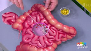 Микробы-психобиотики: с чем их едят? Жить здорово! Фрагмент выпуска от 26.11.2025