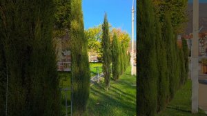 САЖАЮ КИПАРИСЫ НА ТУРИСТИЧЕСКОЙ В ГЕЛЕНДЖИКЕ