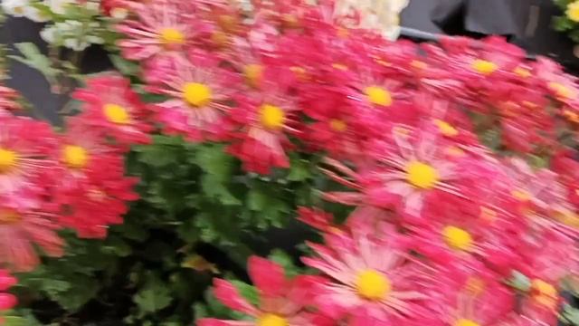 ОБЗОР СОРТОВ ХРИЗАНТЕМЫ ПЕРЕД ОБРЕЗКОЙ.