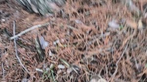 В ЛЕС _ за ГРИБАМИ!. От такого захватывает дух!.