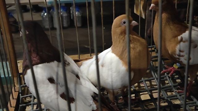 23.11.2025г ст.Бронницы Рынок ч.1 смотреть онлайн