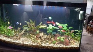 Мои аквариумы 26.11.2025г.