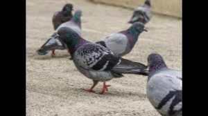 В России представили голубей-биодронов