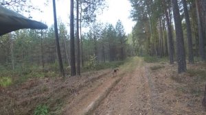 Русская гончая Побудка (Стрелка) (3,5 года). Охота на зайца беляка. Моя первая охота в сезоне 2025