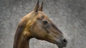 Творческий стрим. Лепка из пластилина Ахалтекинская лошадь#5 #ДС_керамист #DSceramist #sketch_horse