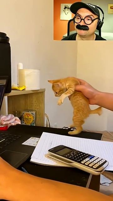 Мяукл Джексон смотреть онлайн