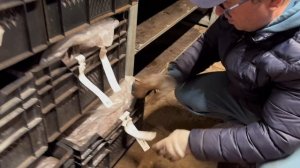 Какого качества мы получаем пионы, ноябрь 2025