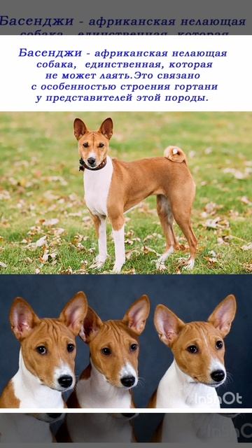 Про БАСЕНДЖИ