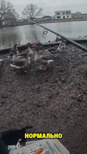 Похищение…😱 …хлебушка! Злостное покушение на обед Дена!   #TeamMida