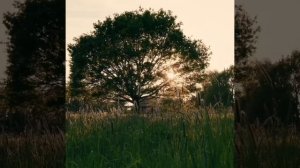 Утро благодатное 🌈Песня , пробуждающая к Жизни 🌞