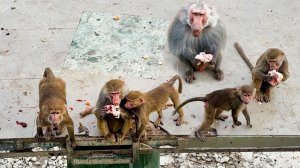 Скучали? Мы тоже! Дом2 собственной персоной! "Выбирайте прабабку" - туристы-юмористы!