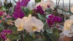 Обзор цветущих орхидей Чем поливаю цветущие орхидеи