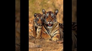 Любовь родителей 1