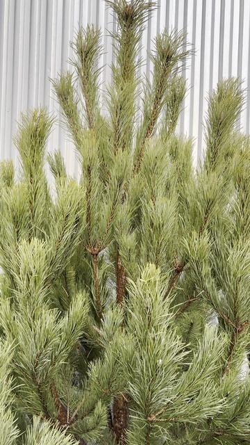 СОСНА Москва, Стахановская 7  Я.КАРТЫ: VavilElkin