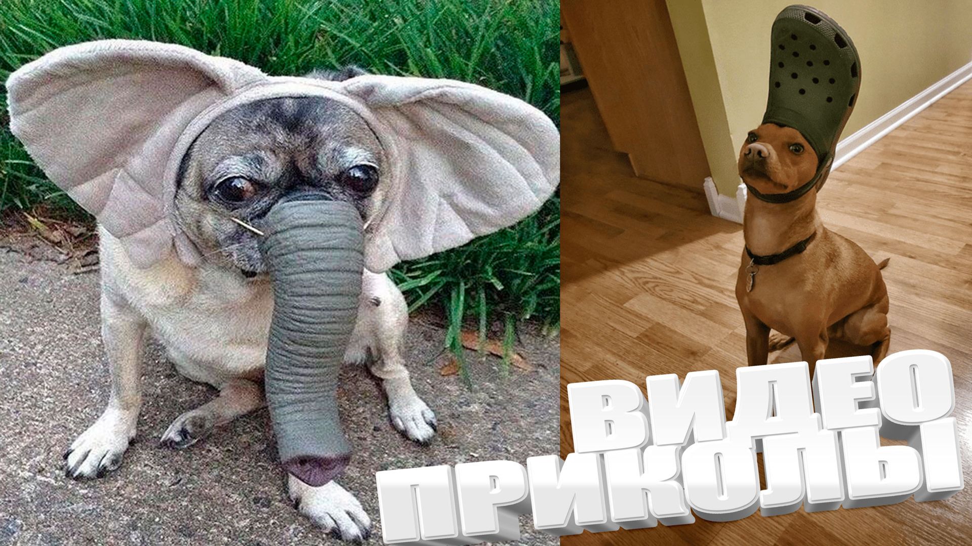 ТОПОВЫЕ ПРИКОЛЫ 2025 \ СМЕШНЫЕ ВИДЕОПРИКОЛЫ \ КАЧЕСТВЕННАЯ ПОДБОРКА ВИДЕОПРИКОЛОВ