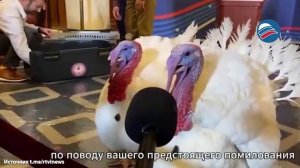 Трамп помиловал индюков в Белом доме на День Благодарения