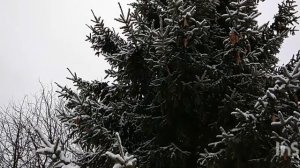 Заметает зима, заметает