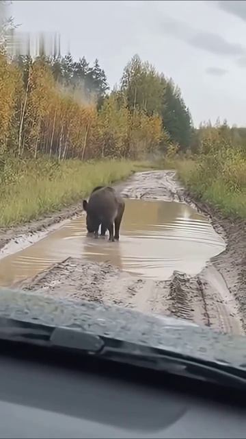 Кабан устроил дискатеку в луже! 😁