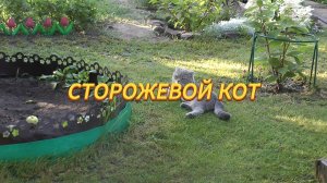 6. Котосериал Барсяткин. 3 сезон. ЛЕТО - ОСЕНЬ. 1 серия. Сторожевой кот