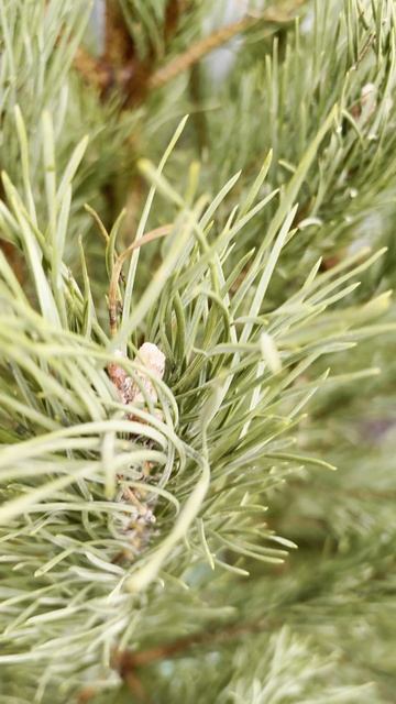 СОСНА Москва, Стахановская 7  Я.КАРТЫ: VavilElkin