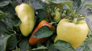 🌶️ Два сорта сладкого перца, зреют на кустах в ог Сибири