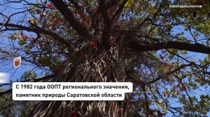 Володин анонсировал начало работ на втором участке Ботсада СГУ