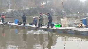 Розовый пламп