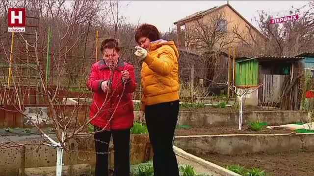 Персики на даче | ПРО ЦВЕТ