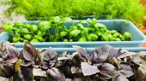 Работающий Способ ВЫРАЩИВАНИЯ ЗЕЛЕНИ ЗИМОЙ на Подоконнике!!