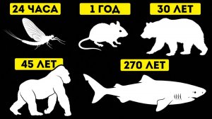 Жизнь и время. Животные с самой короткой и самой длинной продолжительностью жизни смотреть видео