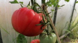 Крупные, мясистые, невероятно вкусные помидоры – мечта любого садовода.