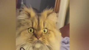 СМЕШНО ДО СЛЕЗ Приколы_с_котами и кошками!Смешные_коты!_Самые_смешные_животные!