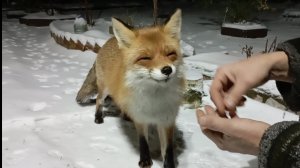 (1180) Лиса приходит в гости. Ноябрь 2025