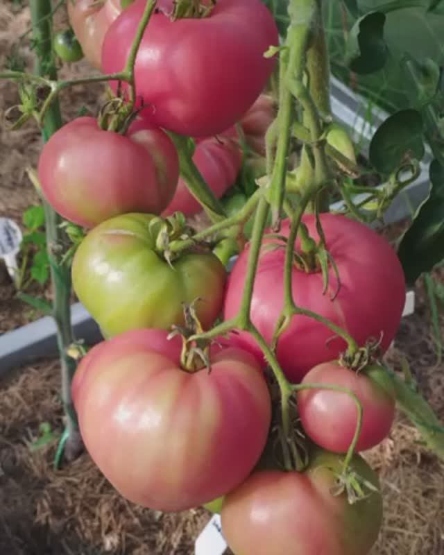 Томат Сердце Иванушки. т. 89229284031