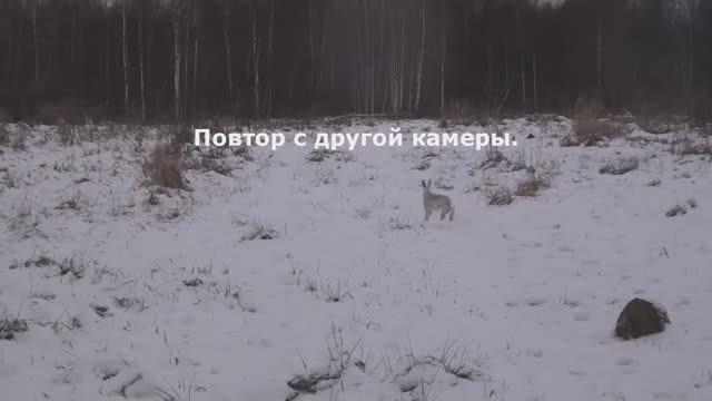 Охота с Добычем 25.11. Не жилец, не ходец...