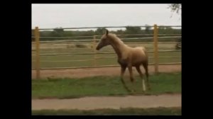 тебе легко. Музыка и исполнение Олег Сапегин.слова Владимир Бамбаев